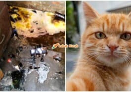 oyen tumpahkan cecair kimia