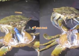 F4 Ketam Salin Cengkerang
