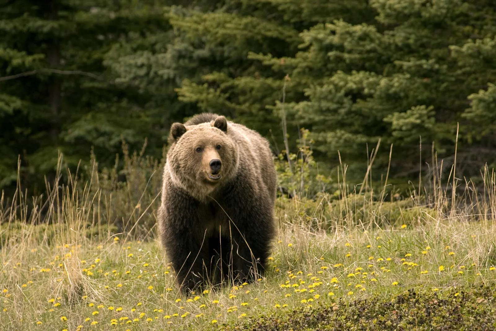 Grizzly Bear Jasper National Park Canada Alberta.jpg
