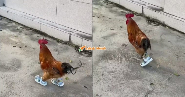 f2 ayam pakai kasut