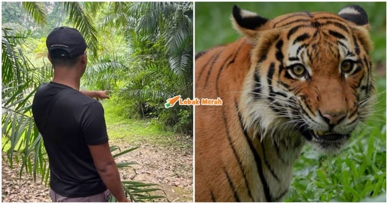 harimau ngaum baca doa nabi sulaiman