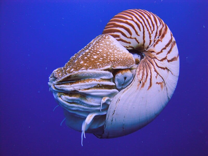 Nautilus Palau