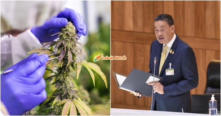 Ft Thailand Cannabis
