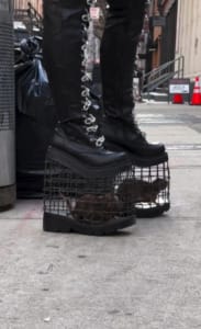 Tikus