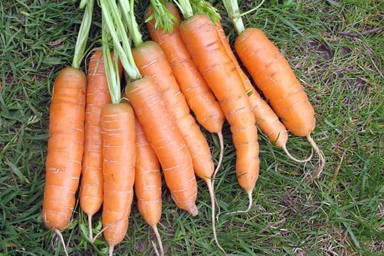 Carrot Daucus Carota Adelaide Wsyd0013156 1088X726 1