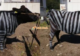 Lembu