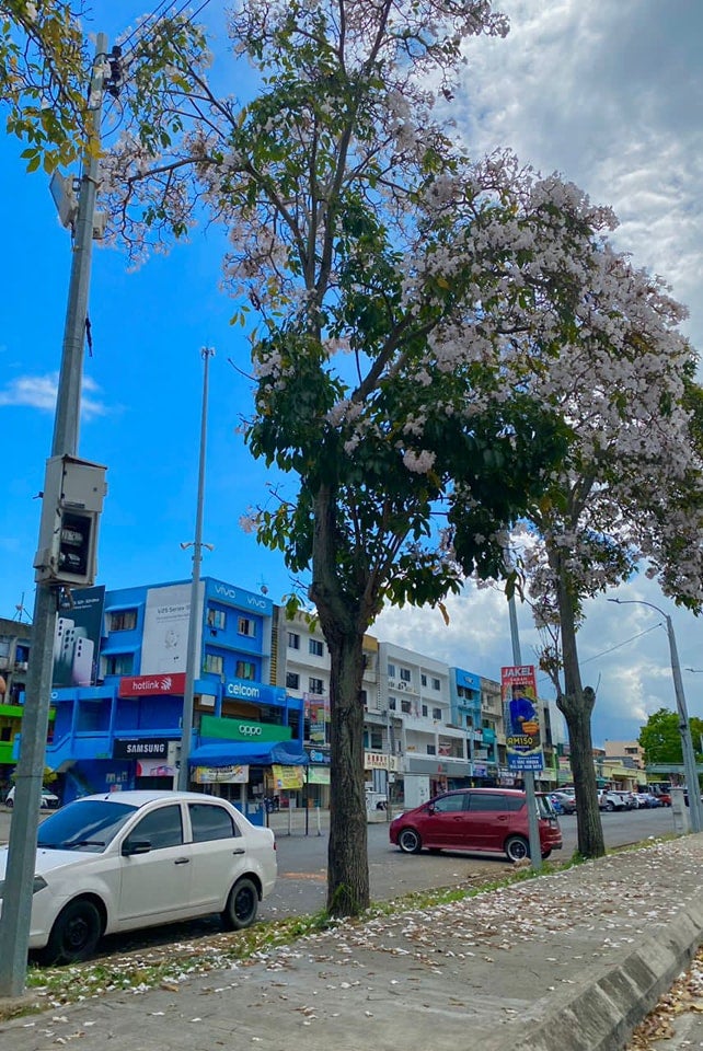 Pokok Tecoma