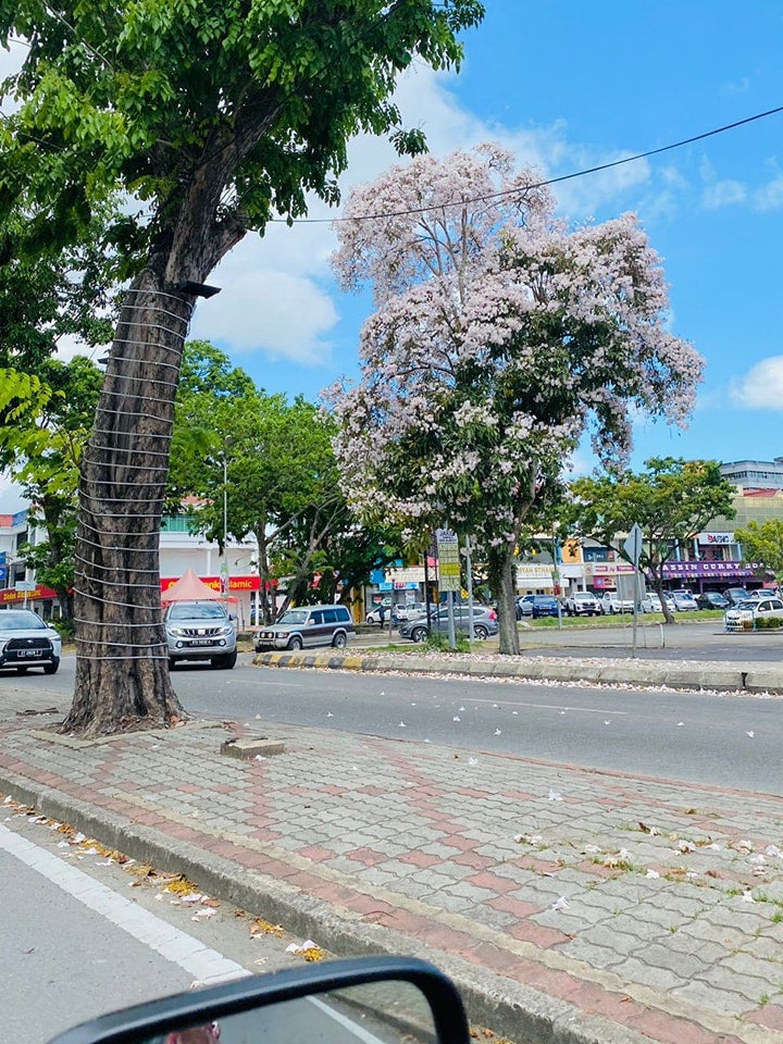 Pokok Tecoma