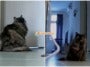 Kucing Tunggu Depan Rumah Balik Beraya