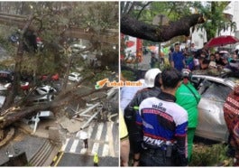 Pokok Tumbang Jalan Sultan Ismail