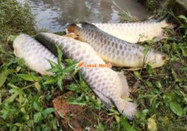 Ikan Kelisa
