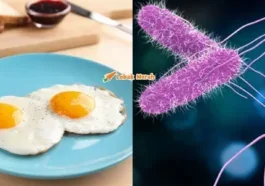 Bakteria Salmonella