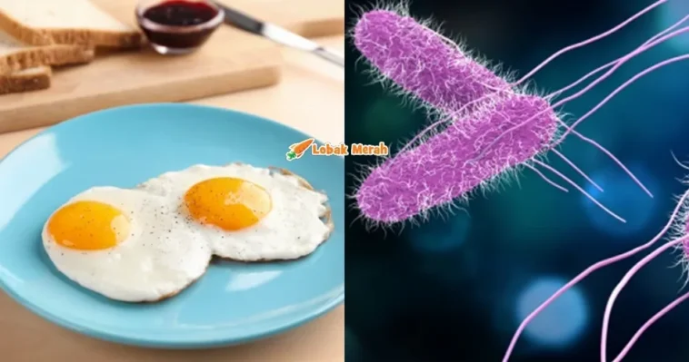 Bakteria Salmonella