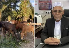 ft mufti pulau pinang