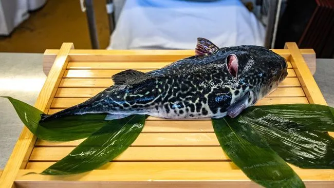 Hidangan Ikan Buntal Dari Fukushima 1 169