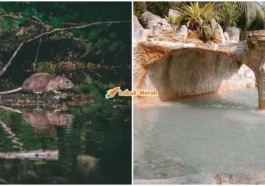 Kencing Tikus Kolam Air Panas