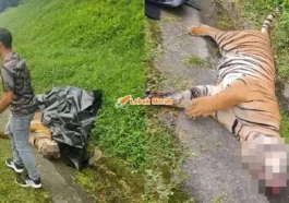 Harimau Belang