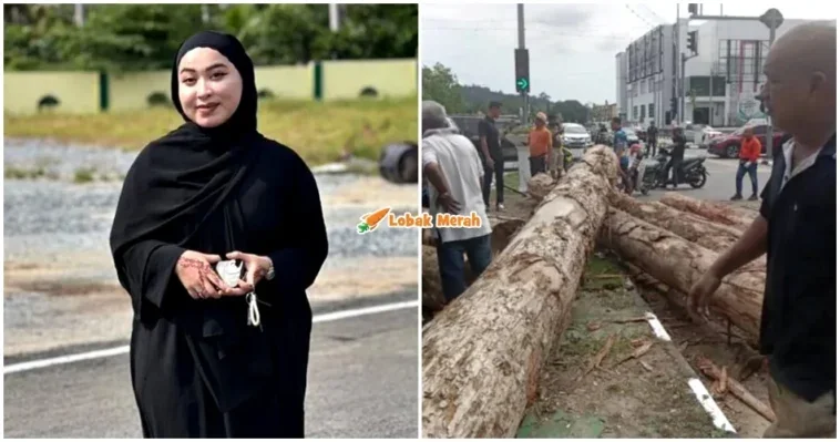 kes kayu balak