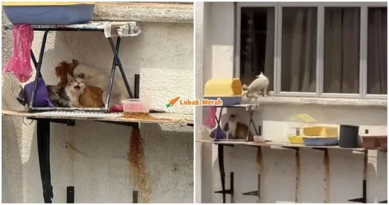 Kucing Peliharaan Dibiarkan Di Luar Tingkap