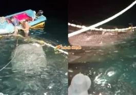 Whale Shark