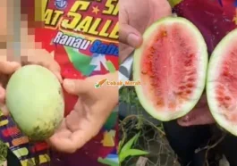 Buah Mangga