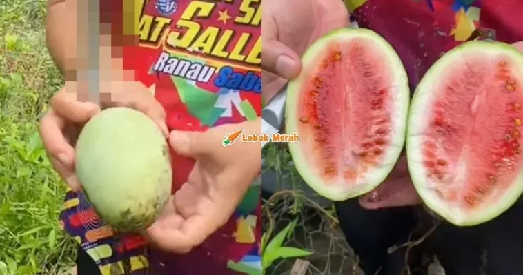 Buah Mangga