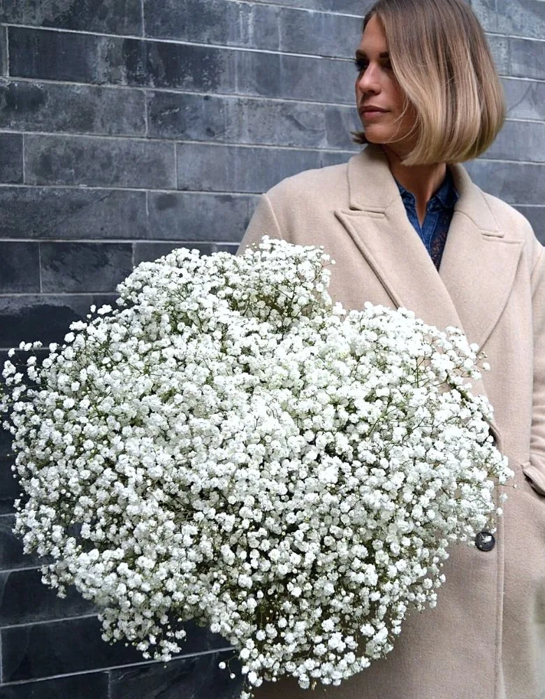 Gypsophila Xlence As Vocal Flower