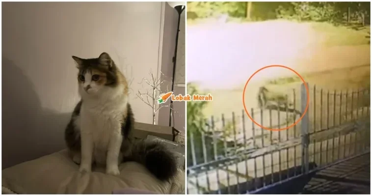 Kucing Dibaham Harimau Akar