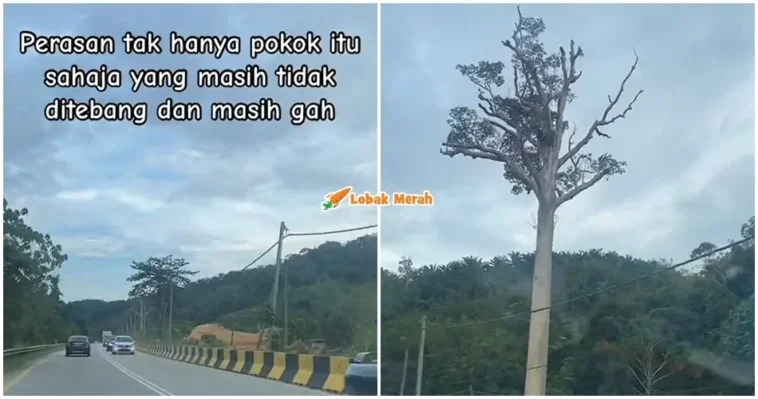 Pokok Tualang Jalan Gua Musang