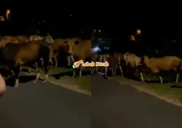 3Lembu