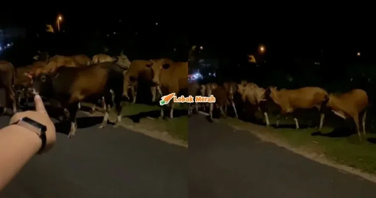 3Lembu