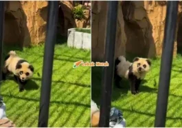 panda