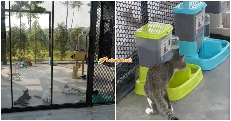 Taman Kucing Klang 1