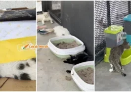 taman kucing klang