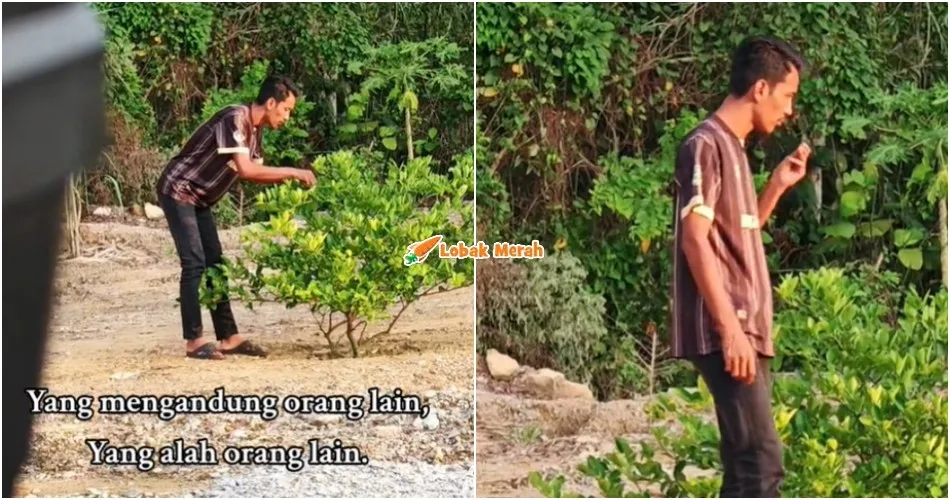 limau purut