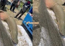 ikan Arapaima gergasi 1