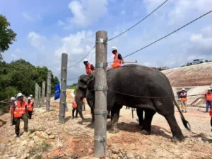 Gajah Ecrl