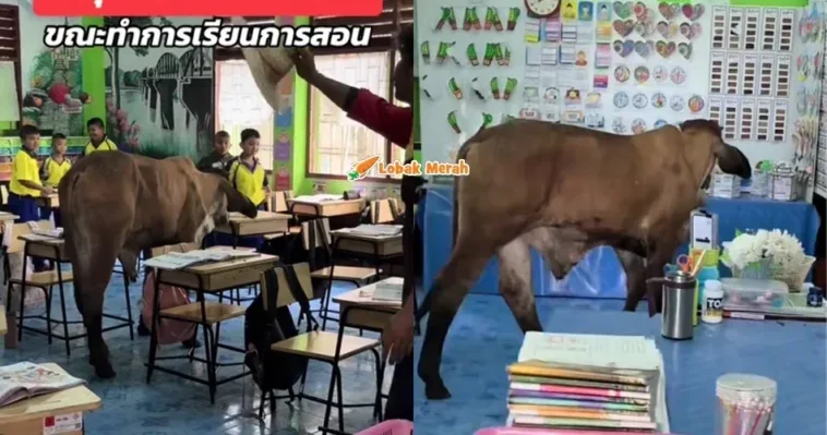 Lembu Masuk Dalam Kelas