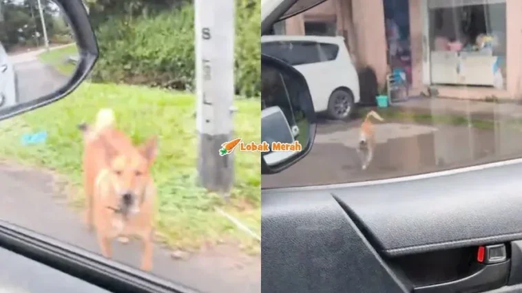 Anjing Peliharaan