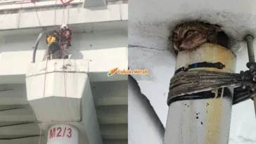 Anak Kucing Terperangkap Dalam Saliran Paip Atas Jambatan