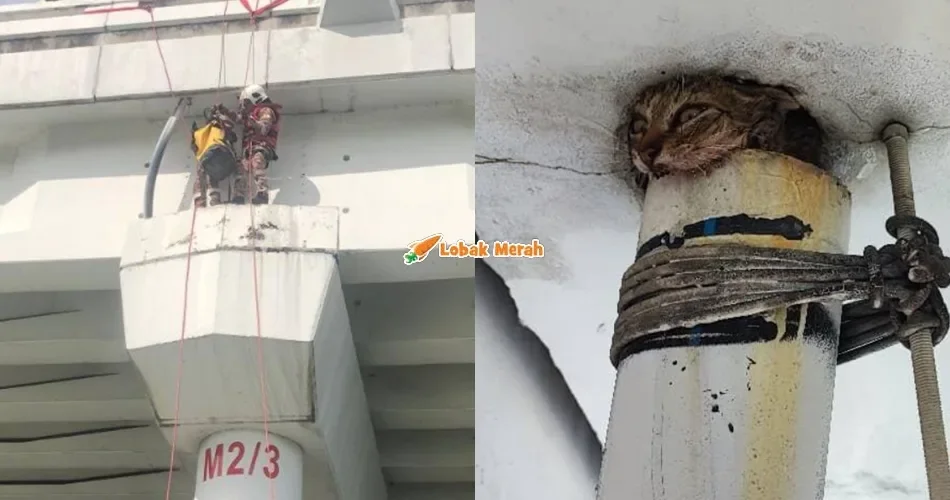 Terperangkap Dalam Paip Air Atas Jambatan, Operasi Selamatkan Anak Kucing Ini Tarik Perhatian Ramai