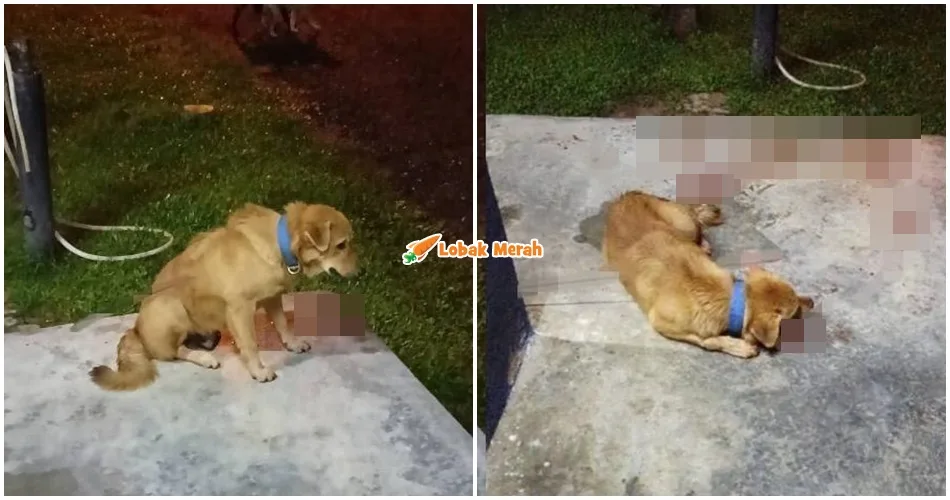 Lagi Kes Kejam Terhadap Haiwan, Anjing Dipercayai M*ti Akibat Dipanah