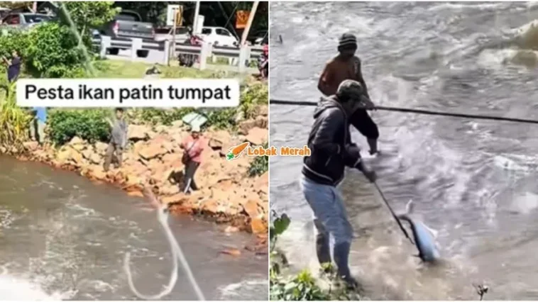 Ikan Patin