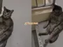 Kucing Berehat Turun Tangga