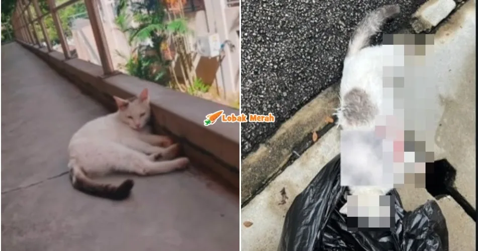 “Ada seekor lagi” – IPTA Sahkan Kucing M*ti Dalam Keadaan Ngeri Kerana Anjing Liar, Tapi Ramai Tak Setuju?