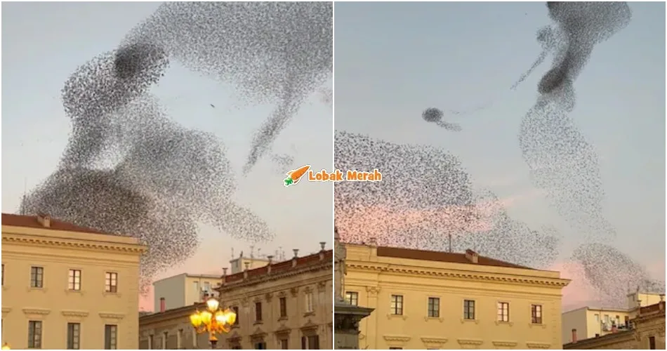 “Macam Magis!” – Orang Ramai Kagum Lihat Fenomena Unik Burung Perling Terbang Serentak di Langit Sassari, Itali