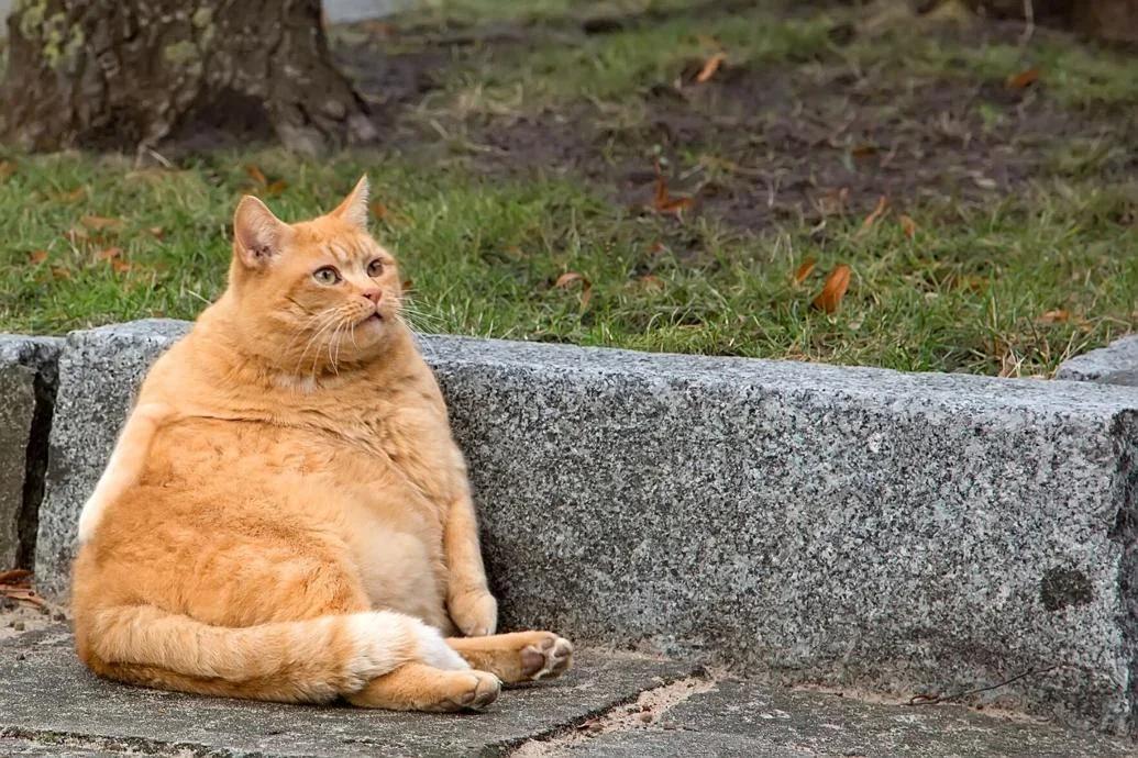 fat cat eating a rat prompts lockdown at moses lake v0