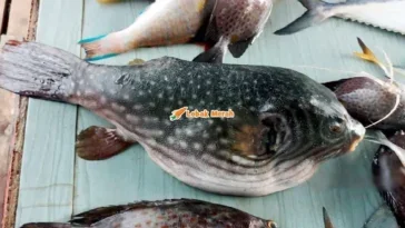 keracunan akibat toksin ikan buntal