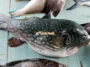 keracunan akibat toksin ikan buntal