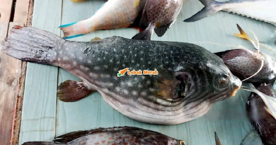 Alami Gejala Pening, Muntah & Cirit-birit, 4 Sekeluarga Keracunan Lepas Makan Ikan Buntal